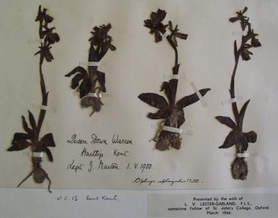 Herbarium sheet of the early spider orchid 